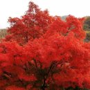 미아모르 이미지