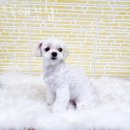 요크독애견샵 이미지