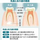 젖니에는 의외의 역할이 있었다… 새로 태어나는 젖니도 양치질이 필요한 이유는? 이미지