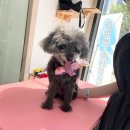 하이클래스 | 보송보송하게 변신한 우리 모리, 캣펀 방문 후기!