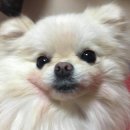 [헤브인] 내돈내산 강아지 아트돌 후기 | 펫로스 가족에게 큰 위로