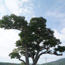 아라메길(1) 이미지