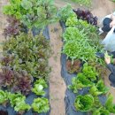 대불농장 이미지