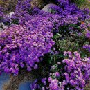 오산생태하천길(삼남길) 이미지