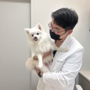 동탄 스케치 동물 병원 | 동탄 동물 병원 24시 동탄 리더스 동물의료원 건강검진 내돈내산