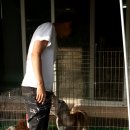 제이 애견 호텔 이미지