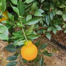 로컬푸드 길음마을 이미지