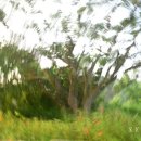 양양늘솔길 이미지