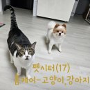 콩이네 행복점 | 포메라니안 곰이와 코리아숏헤어 콩이의 펫시터 후기