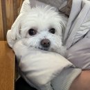 청담동물병원 | [구름] 두 번째 십자인대수술 후기 (청담 우리동물병원,비용)