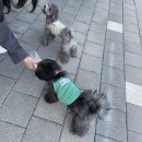제니럽 | 남양주애견카페 도그맥스에서 한강라면 먹고오기