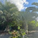 수와키 | 제주풀빌라로 유명한 수와키 방문후기:)