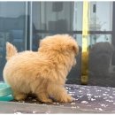 도그마루 천안지점 이미지