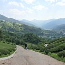 정금마을 차밭 앞 이미지