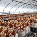 현석농장 이미지