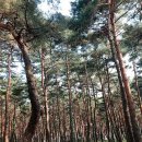 2월15~2월 16일 원대리 자작나무숲,화진포,영랑호 트랙킹(진행 용강님) 이미지