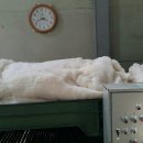 풍성이불집 이미지