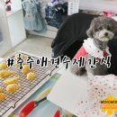 멍냥잡화점 이미지