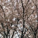 블루드라이어드 이미지