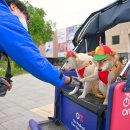 천지 애견 이미지