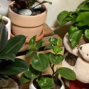 페페로미아 이미지