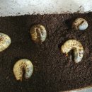 주정농장 이미지