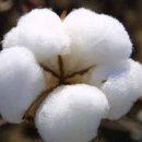 목화(아) 이미지