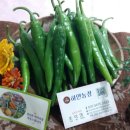 하얀농장 이미지