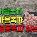 쪽파심는시기 가을 쪽파심기 쪽파씨앗 손질법 밑거름 살충제 이미지