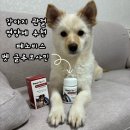 하나벳 | 강아지 슬개골·관절 관리, 페노비스 벳 글루코사민 솔직 후기