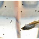구피(guppy)