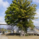 일본 야쿠시마 여행기 - 규슈 가고시마역 인근 소공원의 식물 이미지
