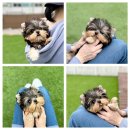 모델독켄넬 이미지