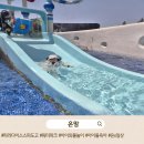 파라다이스 스파 도고 후기... 3시간 걸려 도착했는데 사람 반 물 반