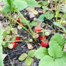 매리앤스가든민박 이미지