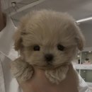 미앤멍 강아지분양 제주본점 | 시원한 바람 부는 10월에 전하는 소중한 우리 강아지 안심 외출 이야기
