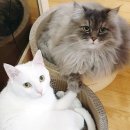 수원고양이호텔 가토캣슬 이미지