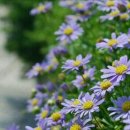 과수원길 이미지