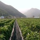 밧도내마을 이미지