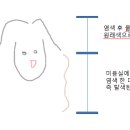 셀프 뿌리염색 게녀들 있어 ? 이미지