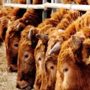 횡성한우 이미지