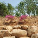 왕피천 하늘담 야영장 이미지