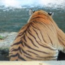 타이거벨리 이미지