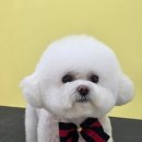 이웃집 메리 이미지