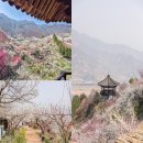 지에스25광양매화 | 2026 광양 매화마을 매화축제 날짜 일정 개화시기 3월 꽃구경명소