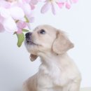 꿈꾸는 강아지 이미지