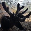 일구사슴농장 이미지