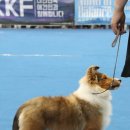 골든베릴셀티 이미지