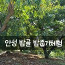 꽃길을 따라서 체험학습장 | [경기도 안성] 밤골 / 아기랑 가성비 밤 체험학습장, 농장 체험, 밤 줍기 체험