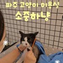 소중하냥 이미지